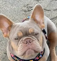 New Shade Isabella -ANGUS-, a male French Bulldog for sale in Grand Terrace, CA – 6 of 9