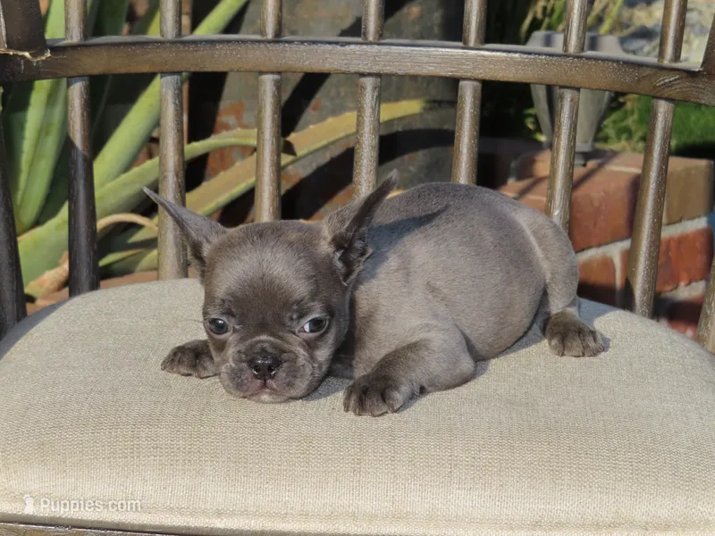 Blue Male  – French Bulldog puppy for sale in Grand Terrace, CA