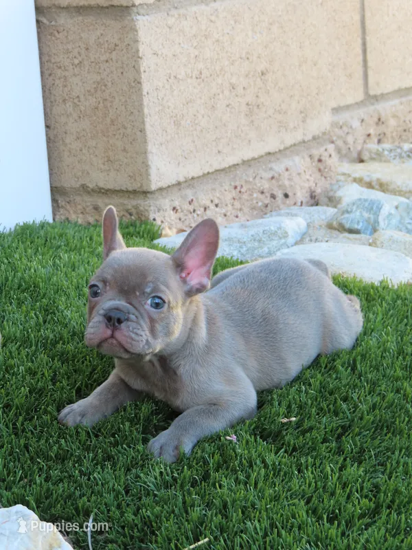 New Shade Isabella Male  – French Bulldog puppy for sale in Grand Terrace, CA