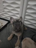 Blue Tan Point Female , a female French Bulldog for sale in Grand Terrace, CA – 5 of 7
