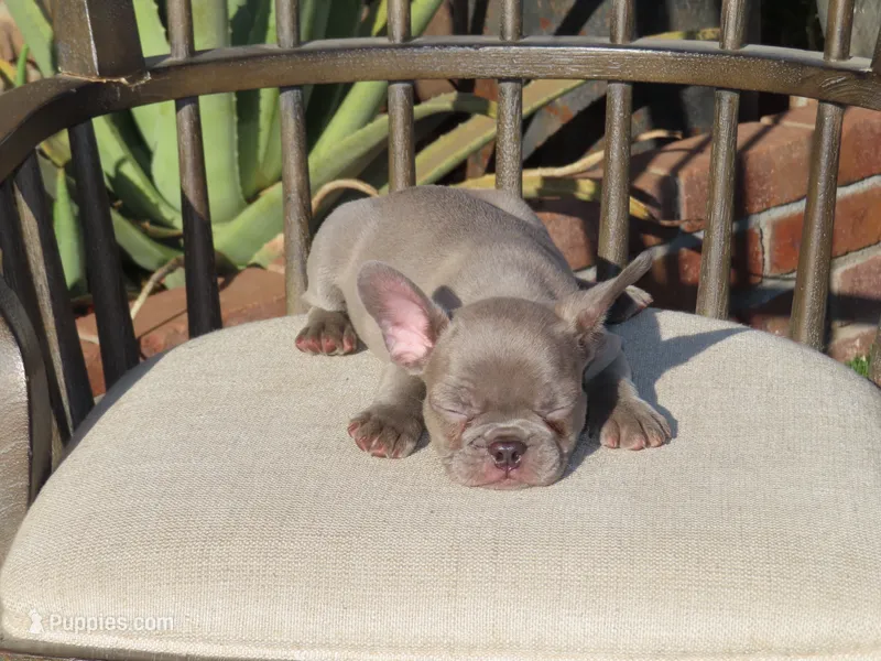New Shade Isabella Male  – French Bulldog puppy for sale in Grand Terrace, CA