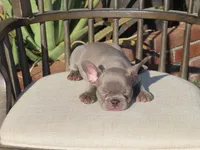 New Shade Isabella Male , a male French Bulldog for sale in Grand Terrace, CA – 1 of 5