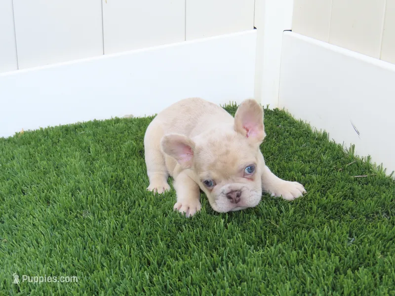 New Shade Isabella Merel Male – French Bulldog puppy for sale in Grand Terrace, CA