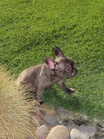 Choco Merle Male , a male French Bulldog for sale in Grand Terrace, CA – 2 of 5