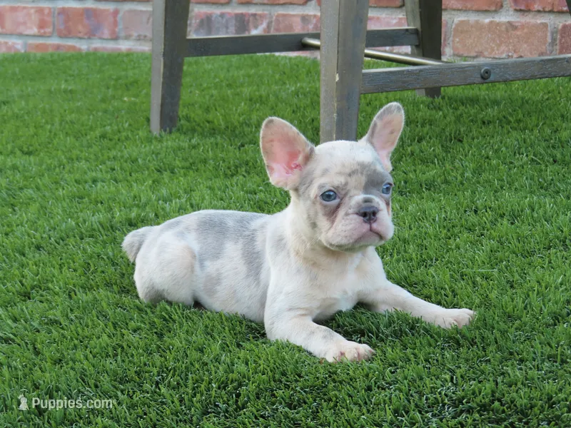 Lilac Merle Female  – French Bulldog puppy for sale in Grand Terrace, CA