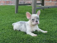 Lilac Merle Female , a female French Bulldog for sale in Grand Terrace, CA – 1 of 5