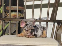 Blue Tri Merle Male , a male French Bulldog for sale in Grand Terrace, CA – 1 of 7