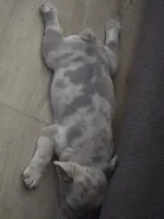 Lilac Merle Female , a female French Bulldog for sale in Grand Terrace, CA – 4 of 5