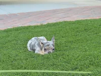 Lilac Merle W/Tan Points Female , a female French Bulldog for sale in Grand Terrace, CA – 3 of 6