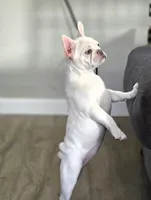 New Shade Merel Male, a male French Bulldog for sale in Grand Terrace, CA – 5 of 5