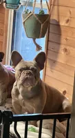 Blue Tri Female , a female French Bulldog for sale in Grand Terrace, CA – 7 of 8