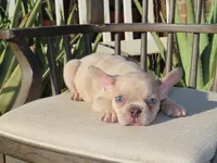New Shade Isabella Merle Male , a male French Bulldog for sale in Grand Terrace, CA – 3 of 7