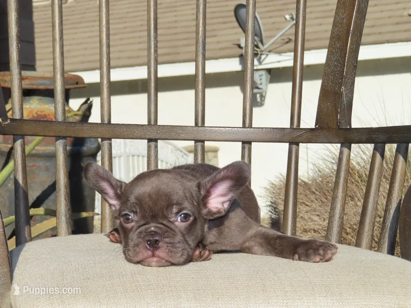 Choco Merle Male  – French Bulldog puppy for sale in Grand Terrace, CA