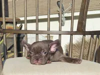Choco Merle Male , a male French Bulldog for sale in Grand Terrace, CA – 1 of 5