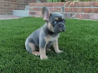 Blue Tan Point Female , a female French Bulldog for sale in Grand Terrace, CA – 4 of 7
