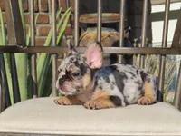Blue Tri Merle Male , a male French Bulldog for sale in Grand Terrace, CA – 3 of 7