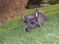 Blue Male , a male French Bulldog for sale in Grand Terrace, CA – 4 of 6