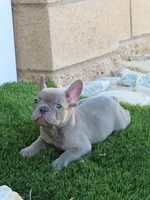 New Shade Isabella Male , a male French Bulldog for sale in Grand Terrace, CA – 4 of 5