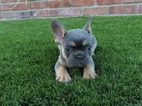 Blue Tan Point Female , a female French Bulldog for sale in Grand Terrace, CA – 3 of 7