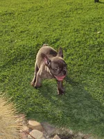 Choco Merle Male , a male French Bulldog for sale in Grand Terrace, CA – 3 of 5