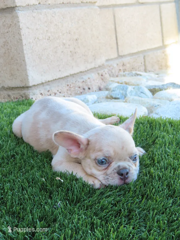 New Shade Isabella Merle Male  – French Bulldog puppy for sale in Grand Terrace, CA