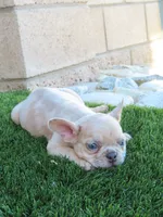 New Shade Isabella Merle Male , a male French Bulldog for sale in Grand Terrace, CA – 1 of 7