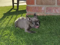 Blue Male , a male French Bulldog for sale in Grand Terrace, CA – 3 of 6