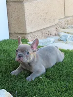 Blue Brindle Boy, a male French Bulldog for sale in Grand Terrace, CA – 2 of 8