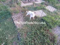 Eddie , a male Chihuahua for sale in Lewisville, TX – 3 of 4