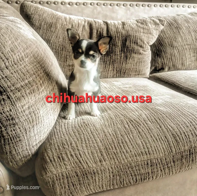 Cruella  – Chihuahua puppy for sale in Lewisville, TX