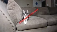 Cruella , a female Chihuahua for sale in Lewisville, TX – 4 of 7