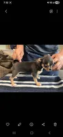 Chocolata, a female Chihuahua for sale in Lewisville, TX – 2 of 3