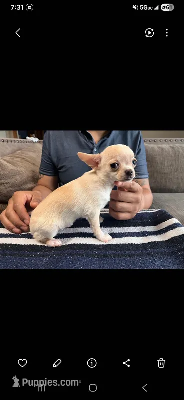 Paloma – Chihuahua puppy for sale in Lewisville, TX