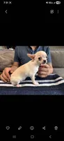 Paloma, a female Chihuahua for sale in Lewisville, TX – 1 of 2