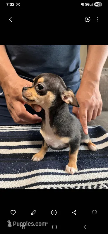 Chocolata – Chihuahua puppy for sale in Lewisville, TX