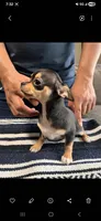 Chocolata, a female Chihuahua for sale in Lewisville, TX – 1 of 3