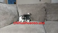 Cruella , a female Chihuahua for sale in Lewisville, TX – 5 of 7