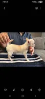 Paloma, a female Chihuahua for sale in Lewisville, TX – 2 of 2