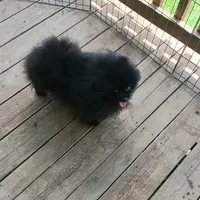 ZORRO, a male Pomeranian for sale in Lewisville, TX – Photo 3 of 5