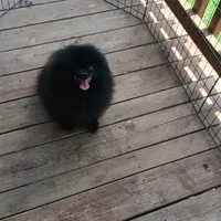 ZORRO, a male Pomeranian for sale in Lewisville, TX – Photo 5 of 5