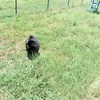 ZORRO, a male Pomeranian for sale in Lewisville, TX – Photo 2 of 5