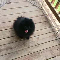 ZORRO, a male Pomeranian for sale in Lewisville, TX – Photo 4 of 5