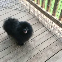 ZORRO, a male Pomeranian for sale in Lewisville, TX – Photo 1 of 5