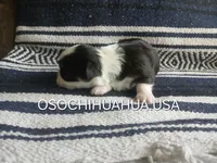 Panda, a female Chihuahua for sale in Lewisville, TX – 2 of 2