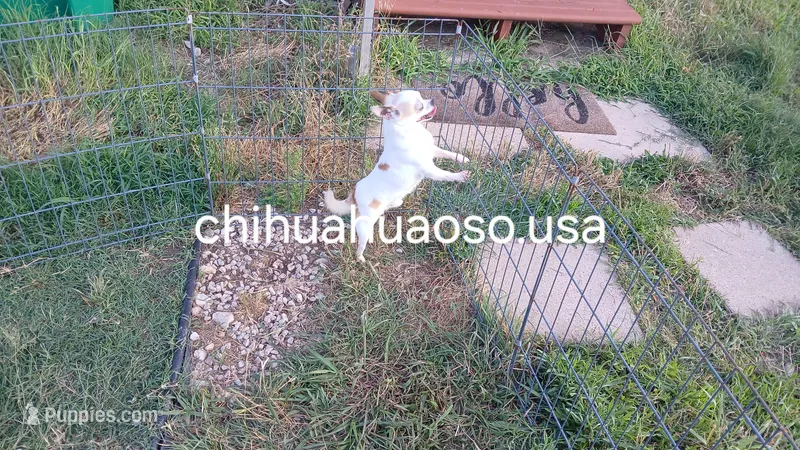 Eddie  – Chihuahua puppy for sale in Lewisville, TX