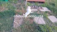 Eddie , a male Chihuahua for sale in Lewisville, TX – 1 of 4