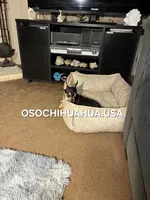 Chocolata, a female Chihuahua for sale in Lewisville, TX – 1 of 5
