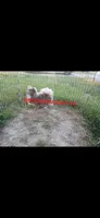 Patron, a male Chihuahua for sale in Lewisville, TX – 3 of 9