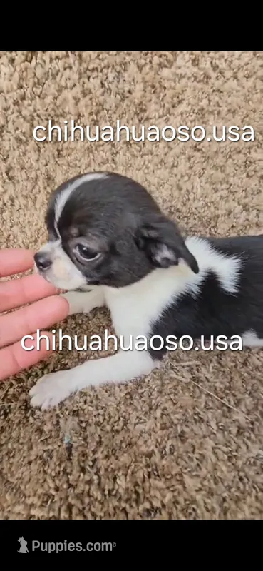 Paco – Chihuahua puppy for sale in Lewisville, TX