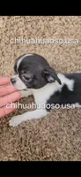Paco, a male Chihuahua for sale in Lewisville, TX – 1 of 1